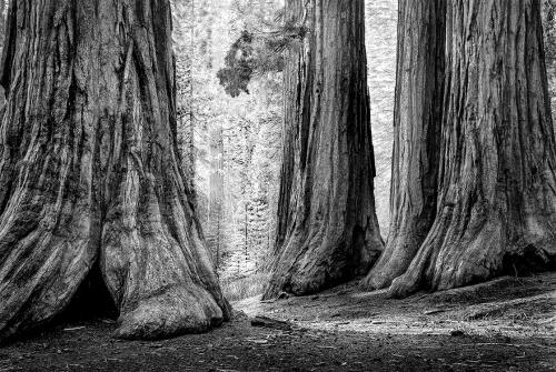 Three Graces - Yosemite