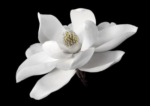 Magnolia White on Black
