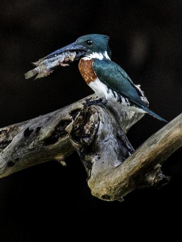 King Fisher With Catch