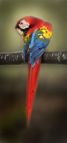 Colors Of The Macaw